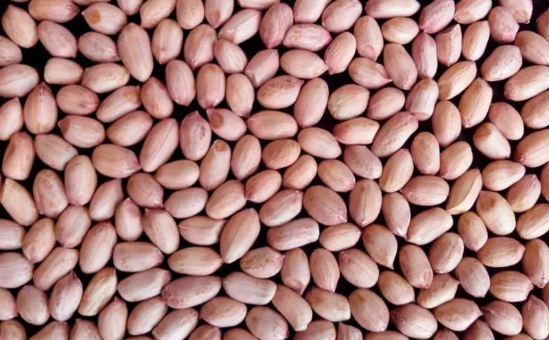 BADAM SEED 500G